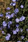 Chicory.jpg (5954 octets)